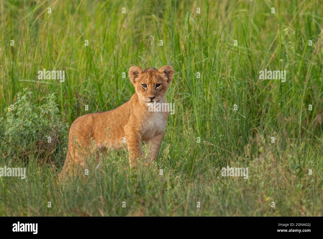 Löwenjunge - Panthera leo, ikonisches Tier aus afrikanischen Savannen, Murchison Falls, Uganda. Stockfoto
