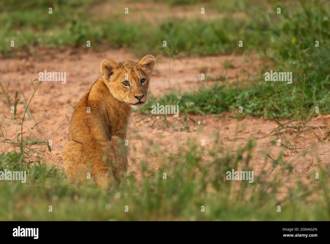 Löwenjunge - Panthera leo, ikonisches Tier aus afrikanischen Savannen, Murchison Falls, Uganda. Stockfoto