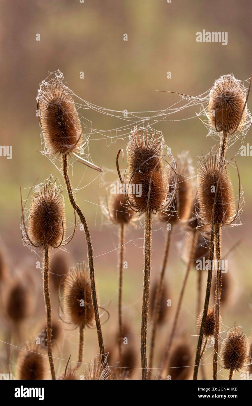 Spinnennetz auf Teasel Stockfoto