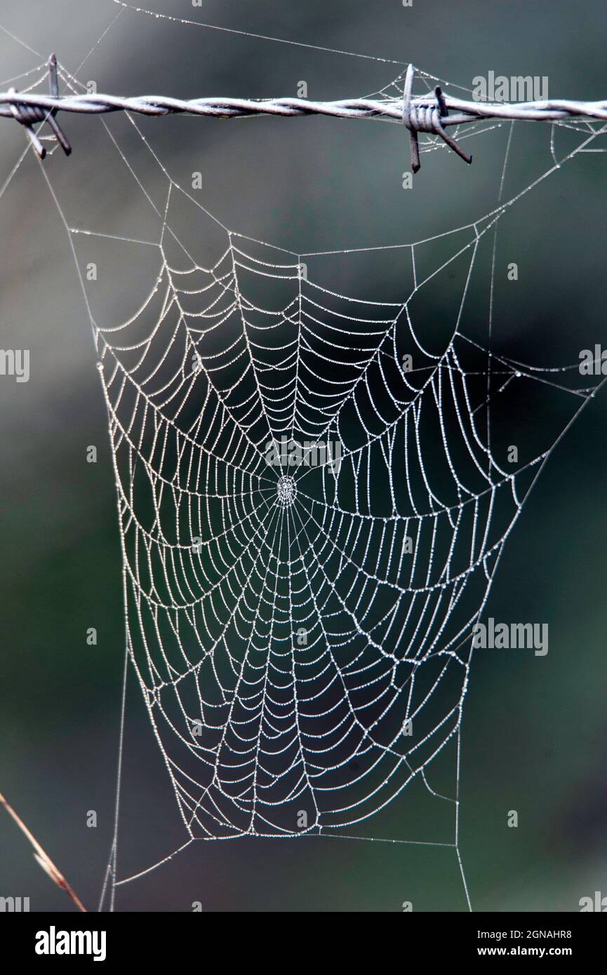 Spinnennetz auf einem Stacheldrahtzaun Stockfoto