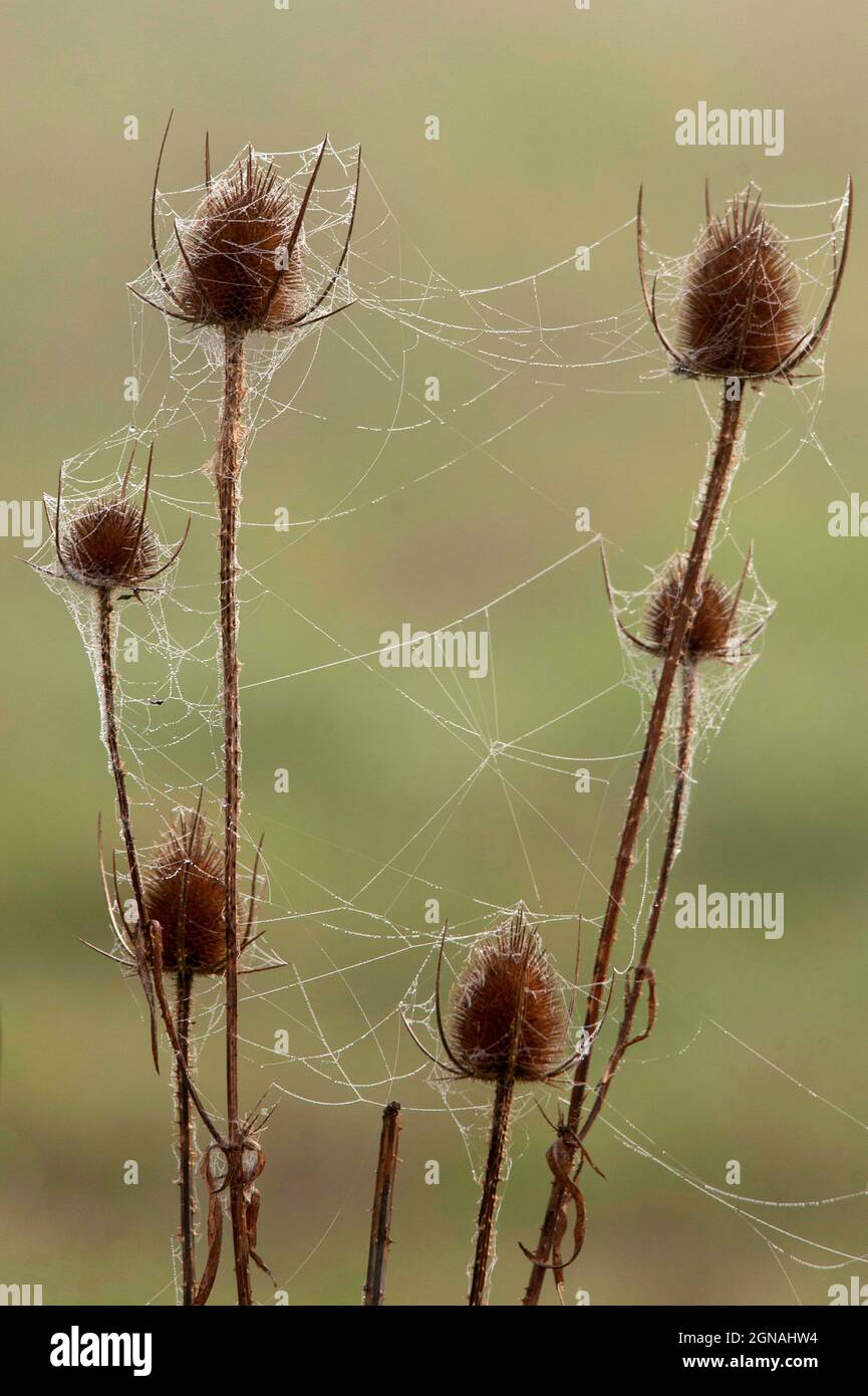 Spinnennetz auf Teasel Stockfoto