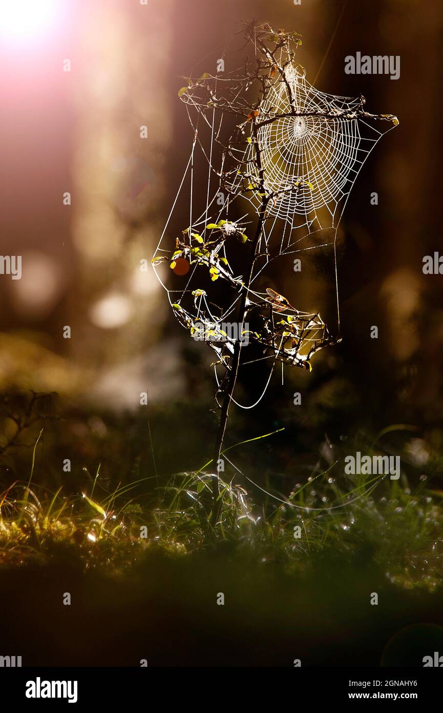 Spinnennetz im Wald Stockfoto