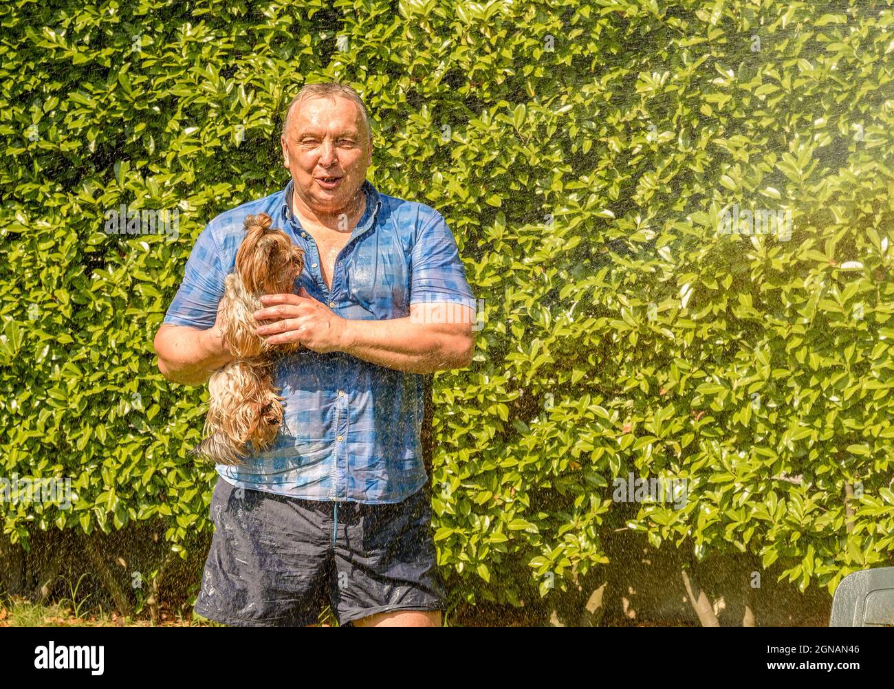 Reifer Mann mit Yorkshire Terrier Hund unter Spritzwasser an heißen Tag im Garten. Stockfoto