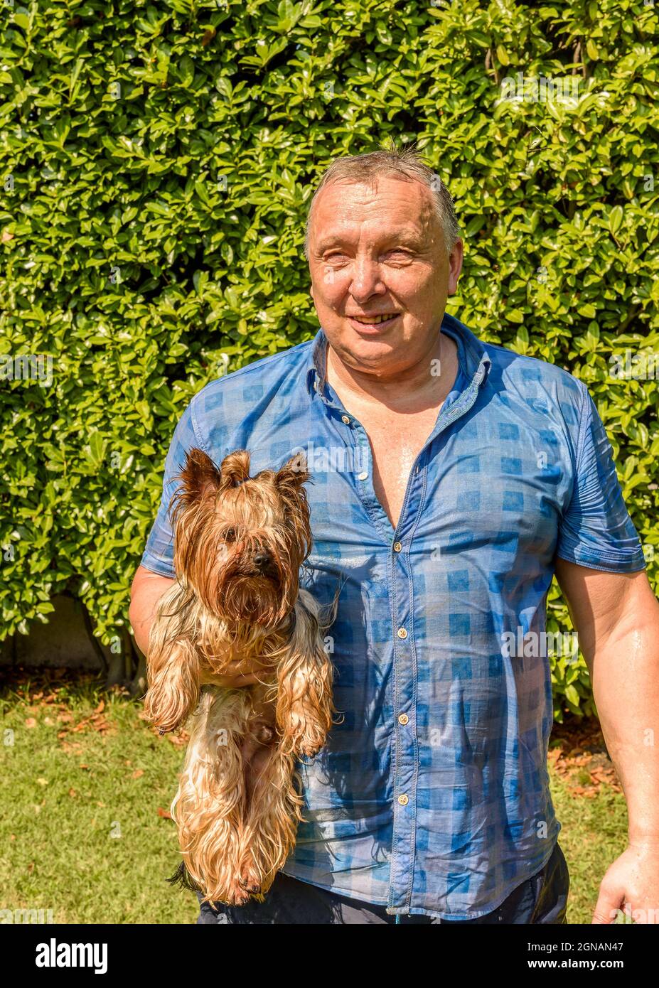 Reifer Mann mit Yorkshire Terrier Hund nass im Wasser an einem heißen Tag im Garten. Stockfoto
