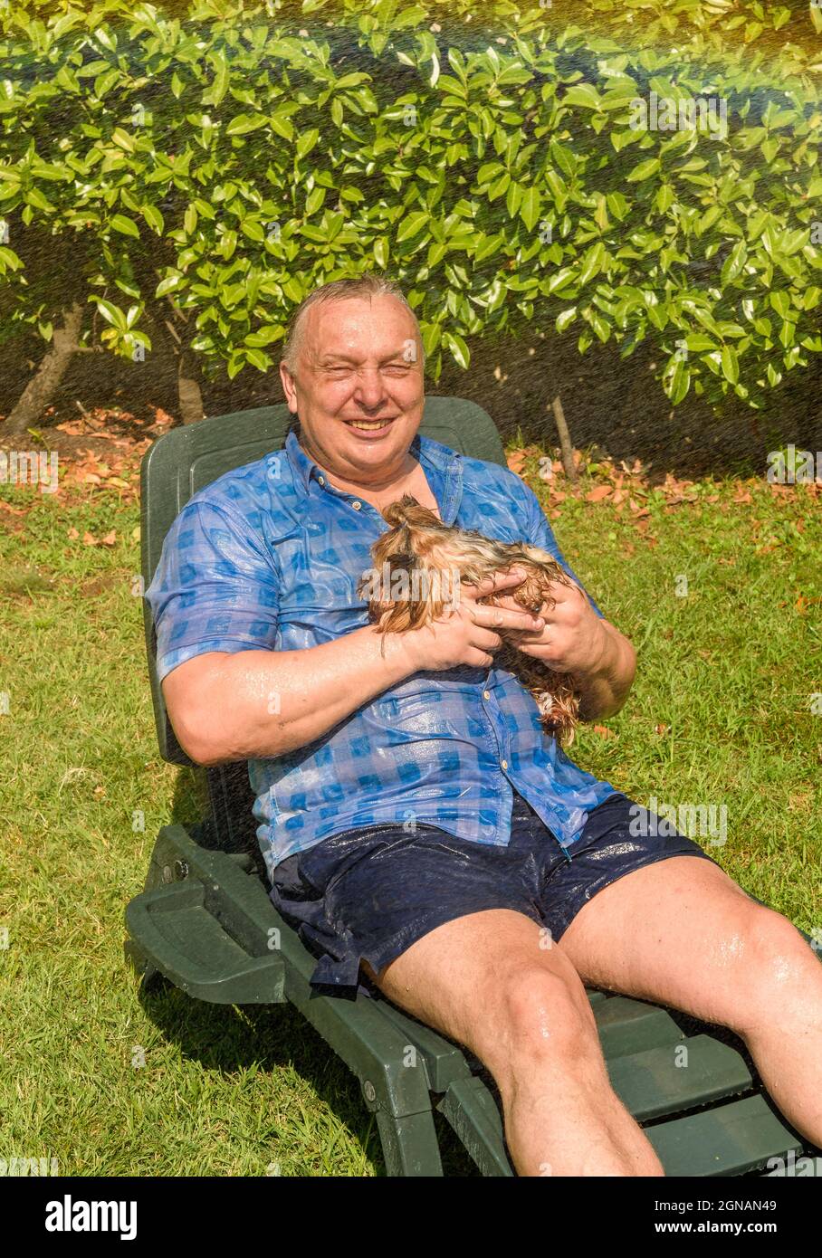 Reifer Mann mit Yorkshire Terrier Hund unter Spritzwasser an heißen Tag im Garten. Stockfoto