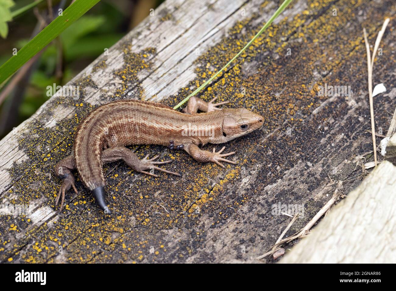 Gemeine Eidechse (Zootoca vivipara) mit nachwachsenden Strumpshaw Norfolk GB UK August 2021 Stockfoto