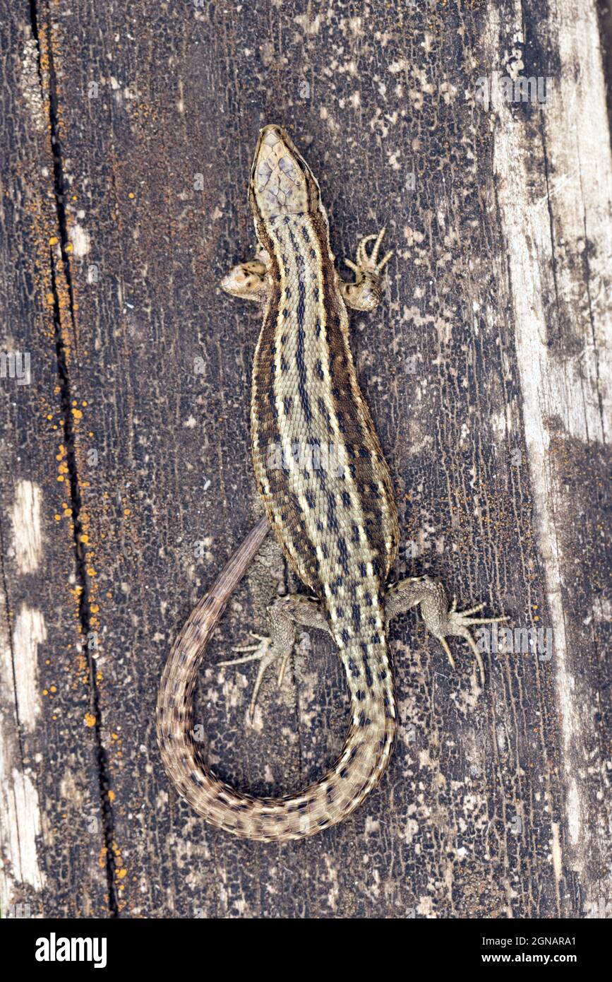 Common Lizard (Zootoca vivipara) Strumpshaw Norfolk GB Großbritannien August 2021 Stockfoto