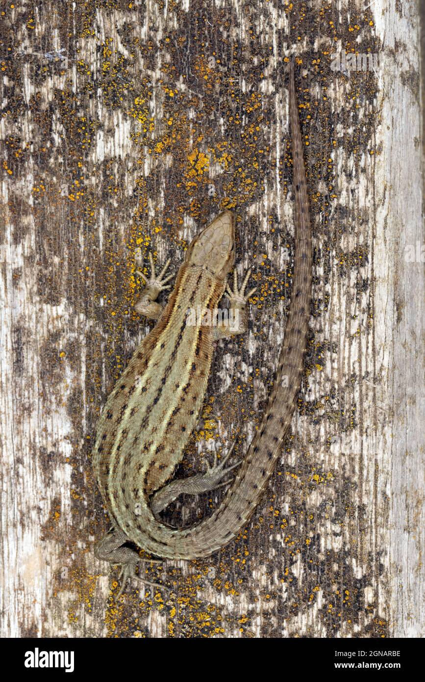 Common Lizard (Zootoca vivipara) Strumpshaw Norfolk GB Großbritannien August 2021 Stockfoto