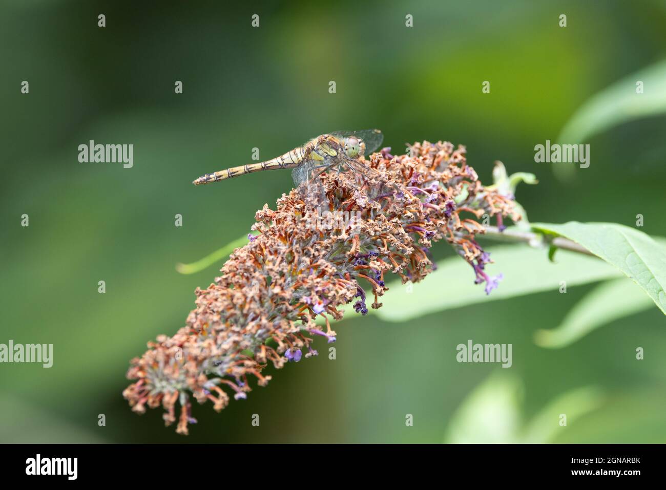 Gemeiner Darter (Sympetrum striolatum) How Hill Norfolk GB UK August 2021 Stockfoto