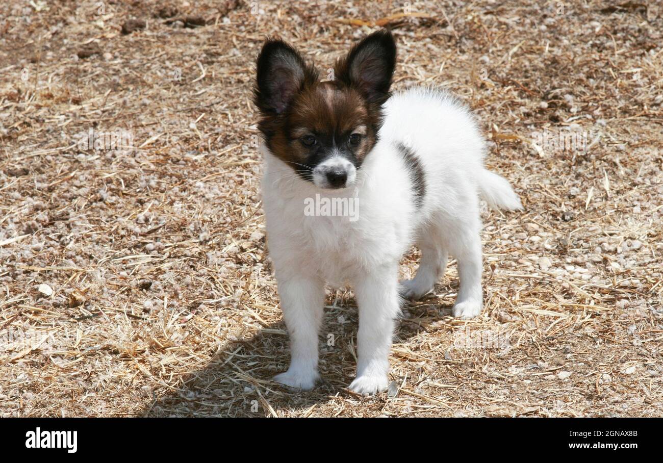 Ein wunderschöner 2 Monate alter Papillon Welpe, weiß mit beigen Markierungen, sieht seltsam und aufmerksam aus. Land, Griechenland Stockfoto