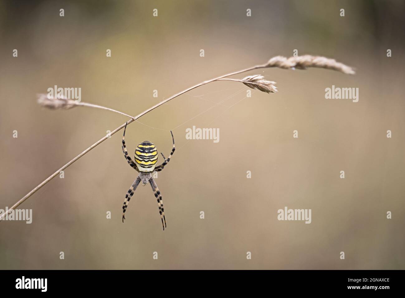 Wasp Spider (Argiope bruennichi) Eaton Parlk Norwich Norfolk GB Großbritannien September 2021 Stockfoto