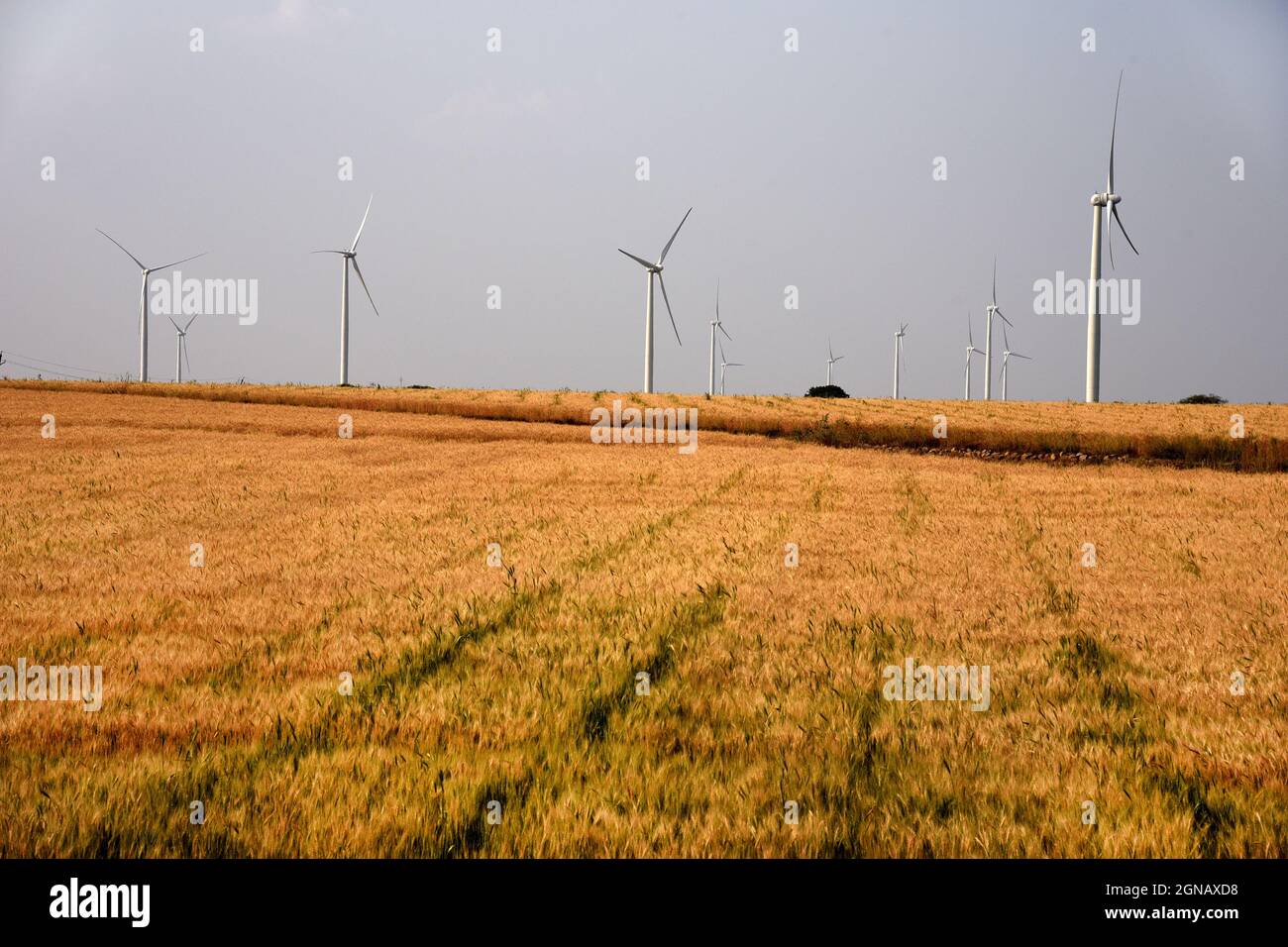 Die Windenergie wird in der Nähe von Indore, Madhya Pradesh, gefördert, um die Umwelt zu schützen und Strom aus alternativen Energiequellen zu erzeugen. Phot Stockfoto