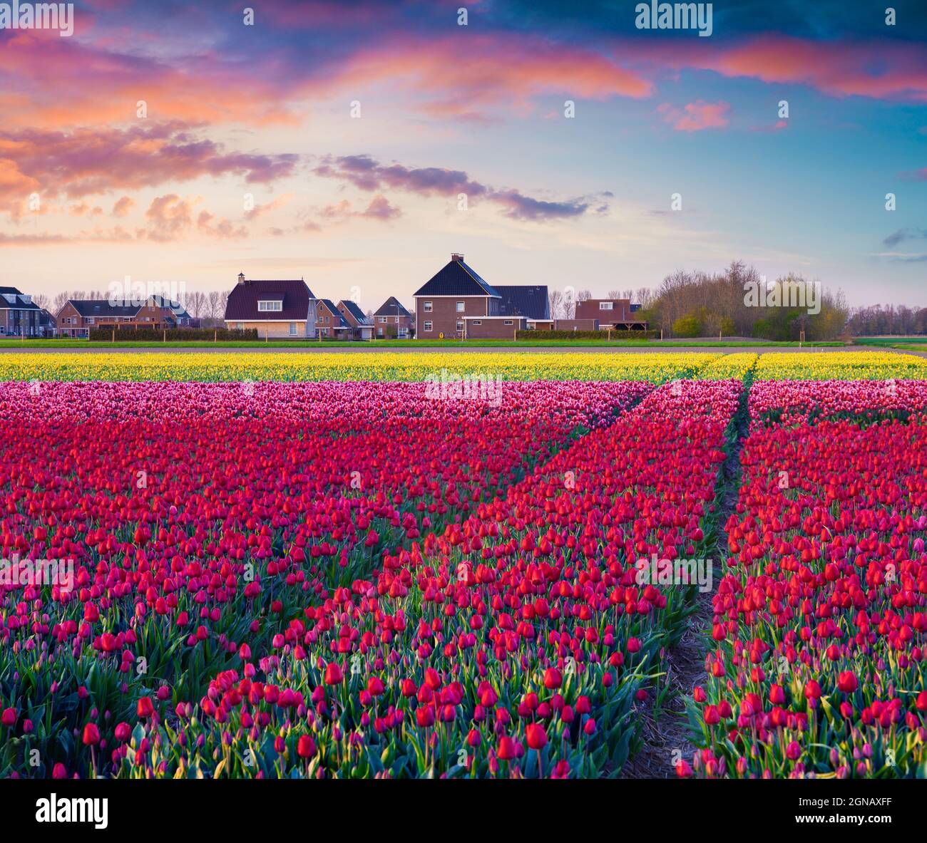 Fantastischer Sonnenaufgang im Frühling mit Feldern blühender Tulpenblüten. Bunte Outdoor-Szene in Nethrlands, Lisse Village Location, Europa. Die Schönheit der Natur Stockfoto