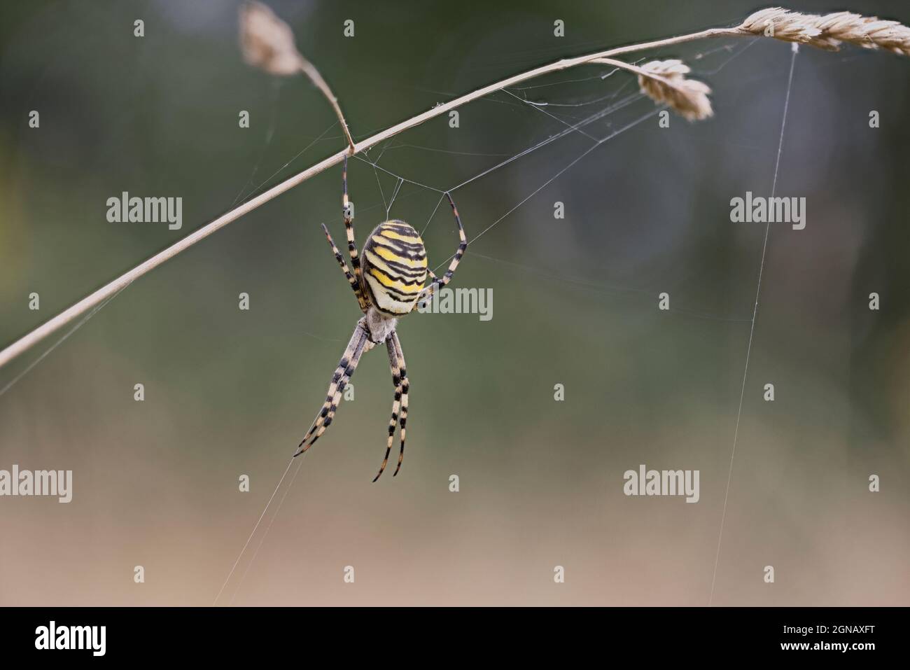 Wasp Spider (Argiope bruennichi) Eaton Parlk Norwich Norfolk GB Großbritannien September 2021 Stockfoto