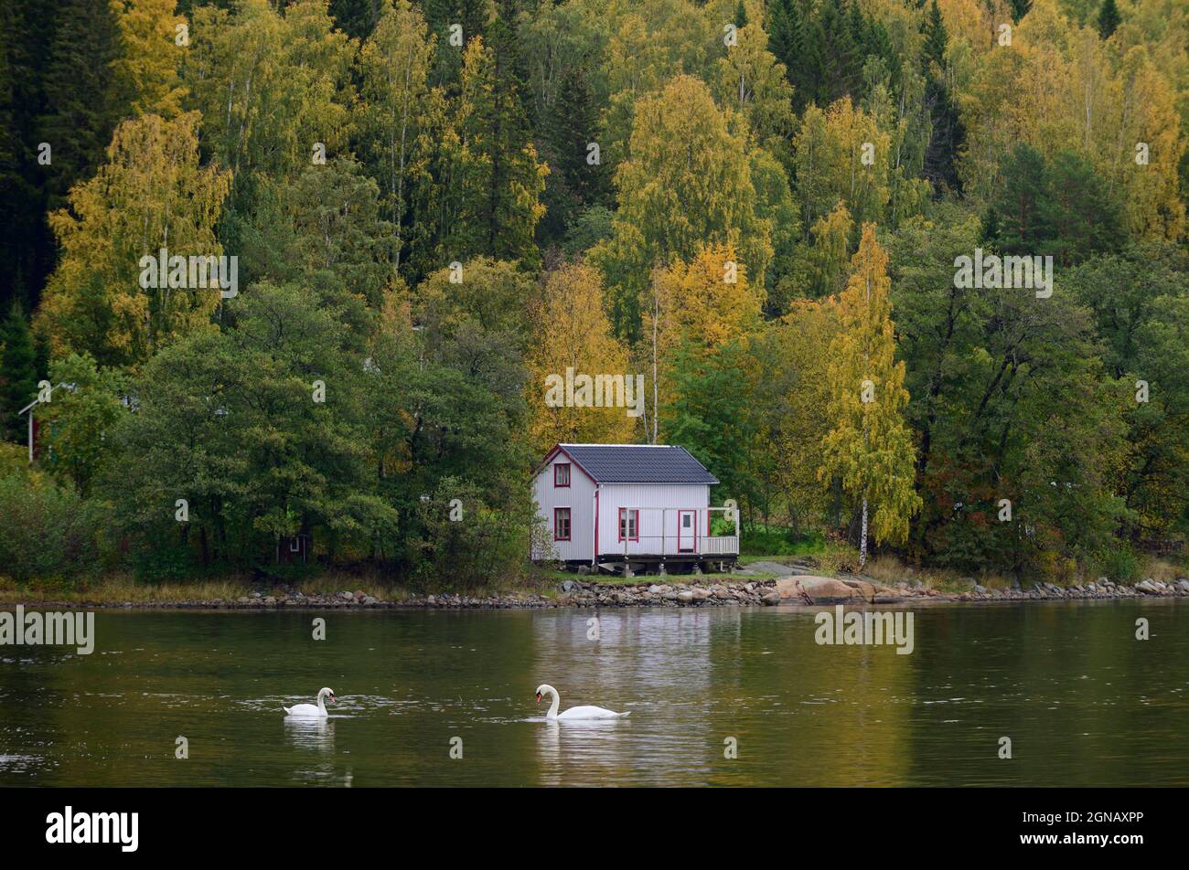 Zwei stumme Schwäne schwimmen in einer Bucht vor einem Ufer mit Herbstwald und einem Haus, Hoga Küsten, Schweden Stockfoto