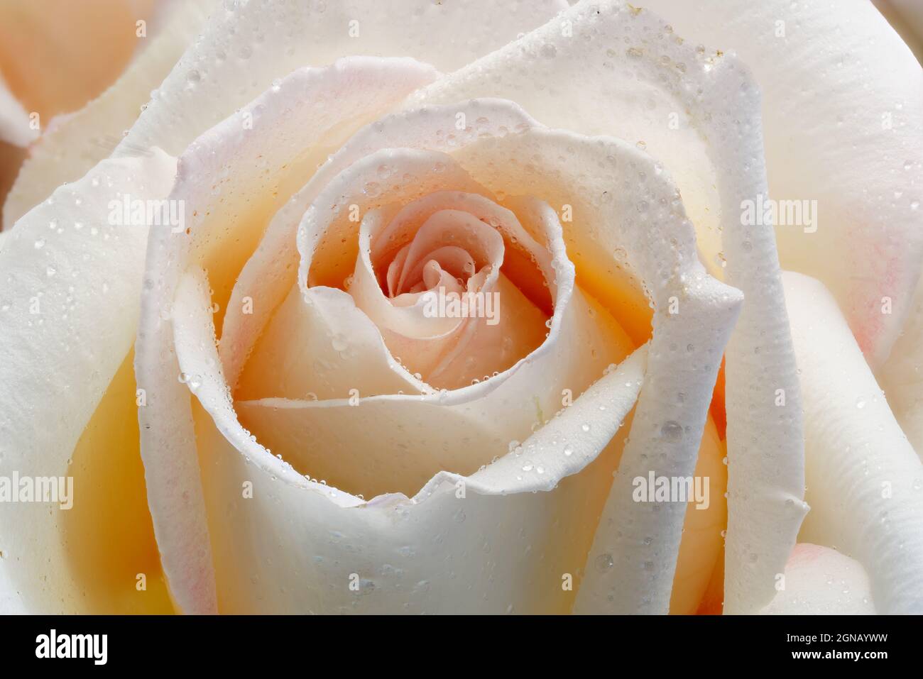 Nahaufnahme einer einzelnen rosa Orangey-Rose mit winzigen Wassertröpfchen. Stockfoto