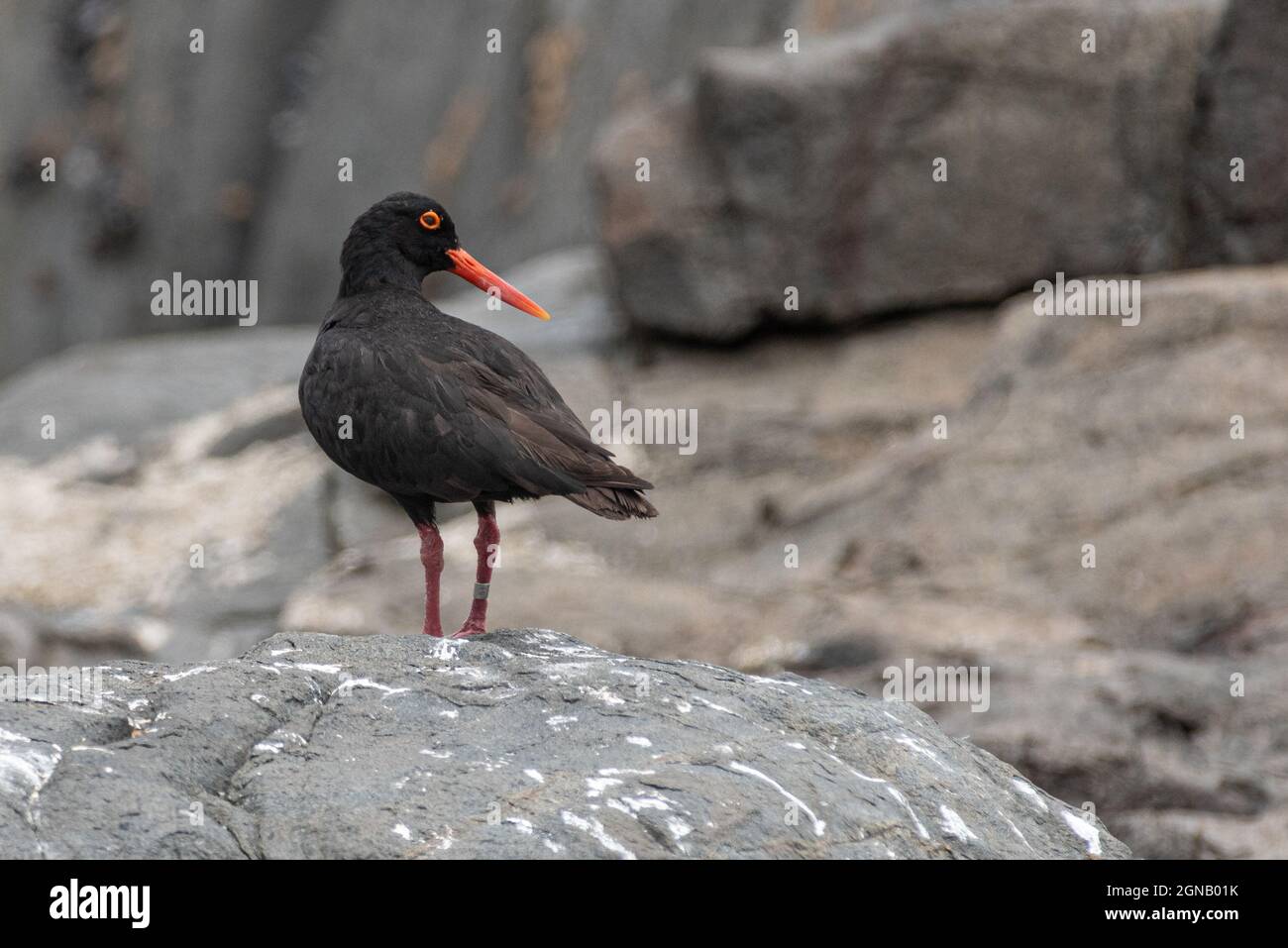 African Oystercatcher (Haematopus moquini), Yzerfontein, Western Cape Province, Südafrika, 11. Januar 2020. Stockfoto