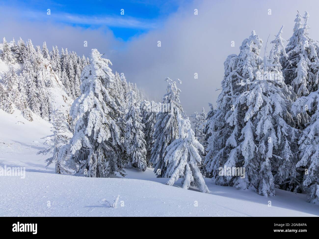 Poiana Brasov, Rumänien. Winterlandschaft in den Karpaten. Stockfoto