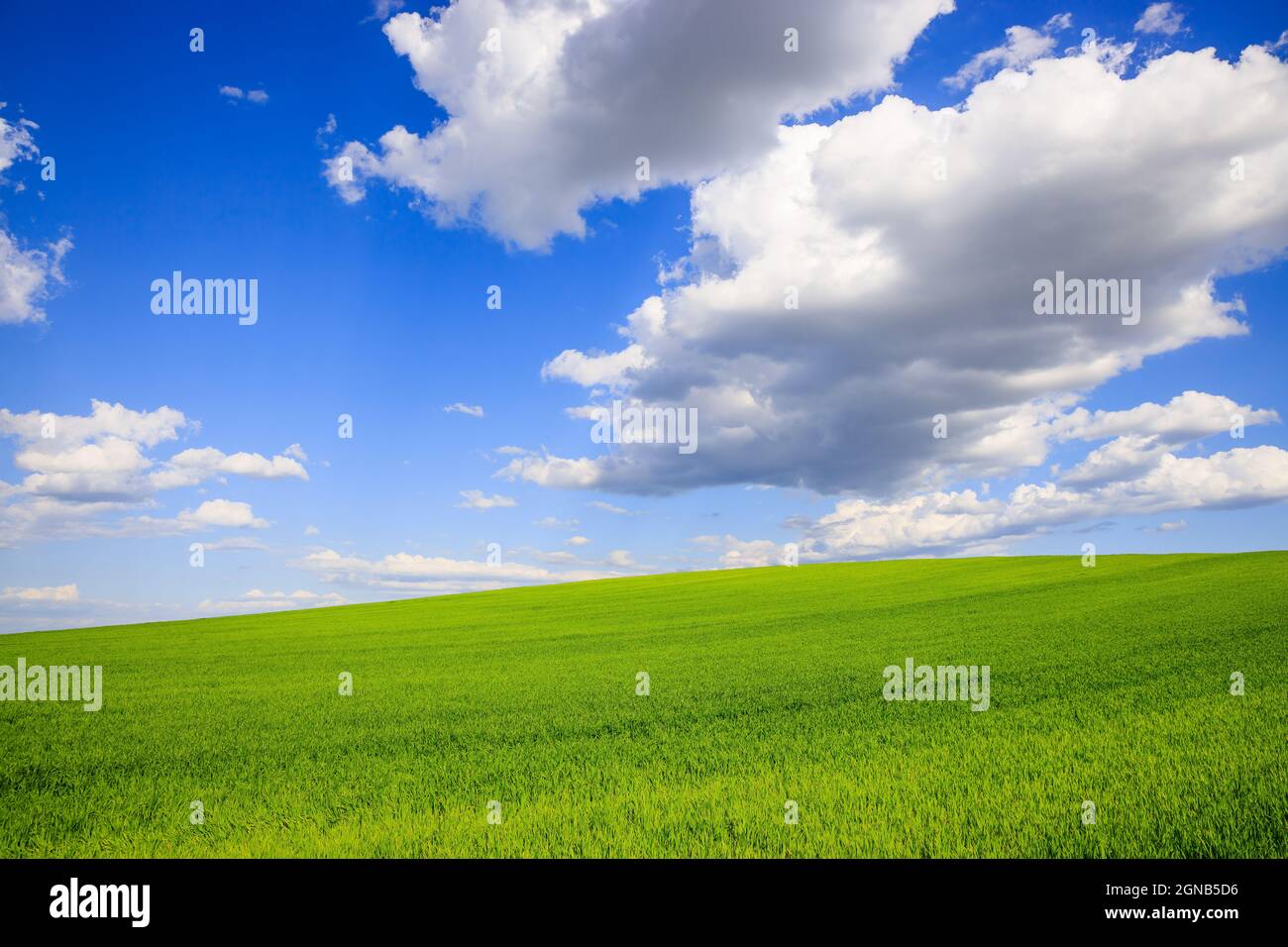 Frühlingslandschaft mit Weizenfeld und Wolken. Rumänien. Stockfoto