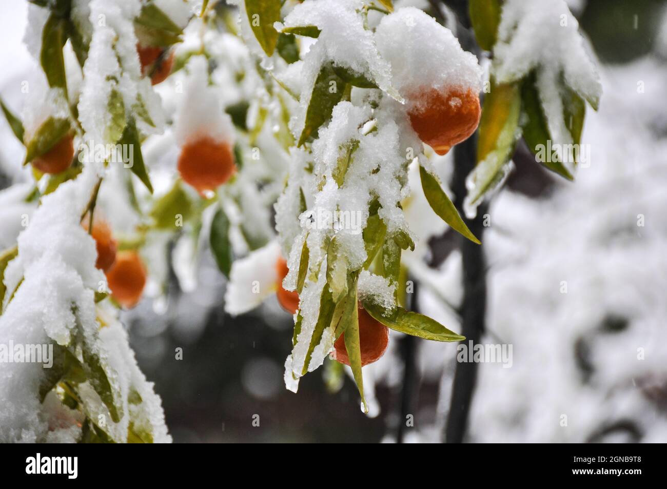 Während des extremen Wetters in Israel im Dezember ist die Orangenfrucht auf einem Baum in einem Garten von Schnee bedeckt Stockfoto