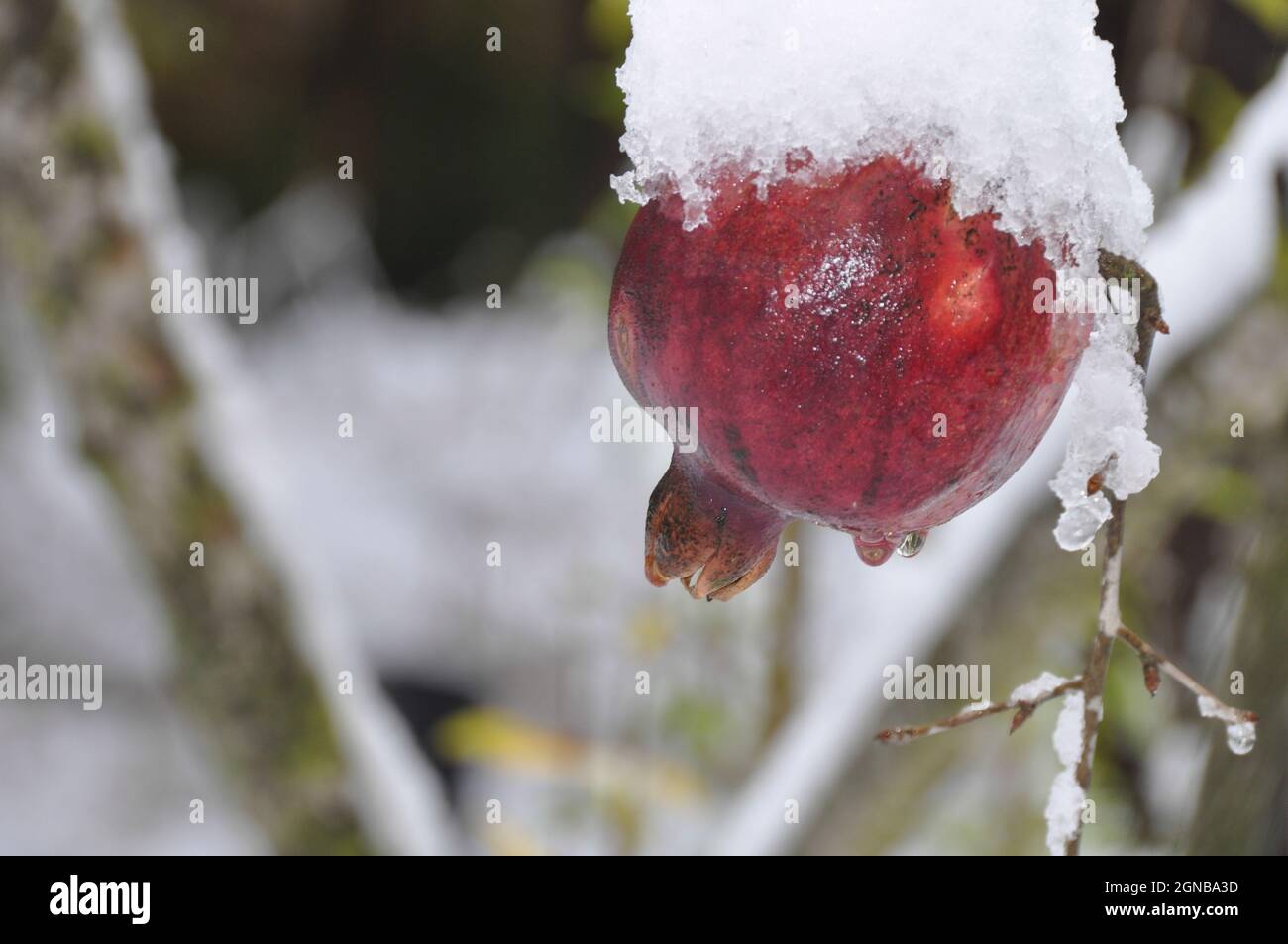 Die Granatapfelfrucht auf einem Baum ist im Garten mit Schnee bedeckt Stockfoto