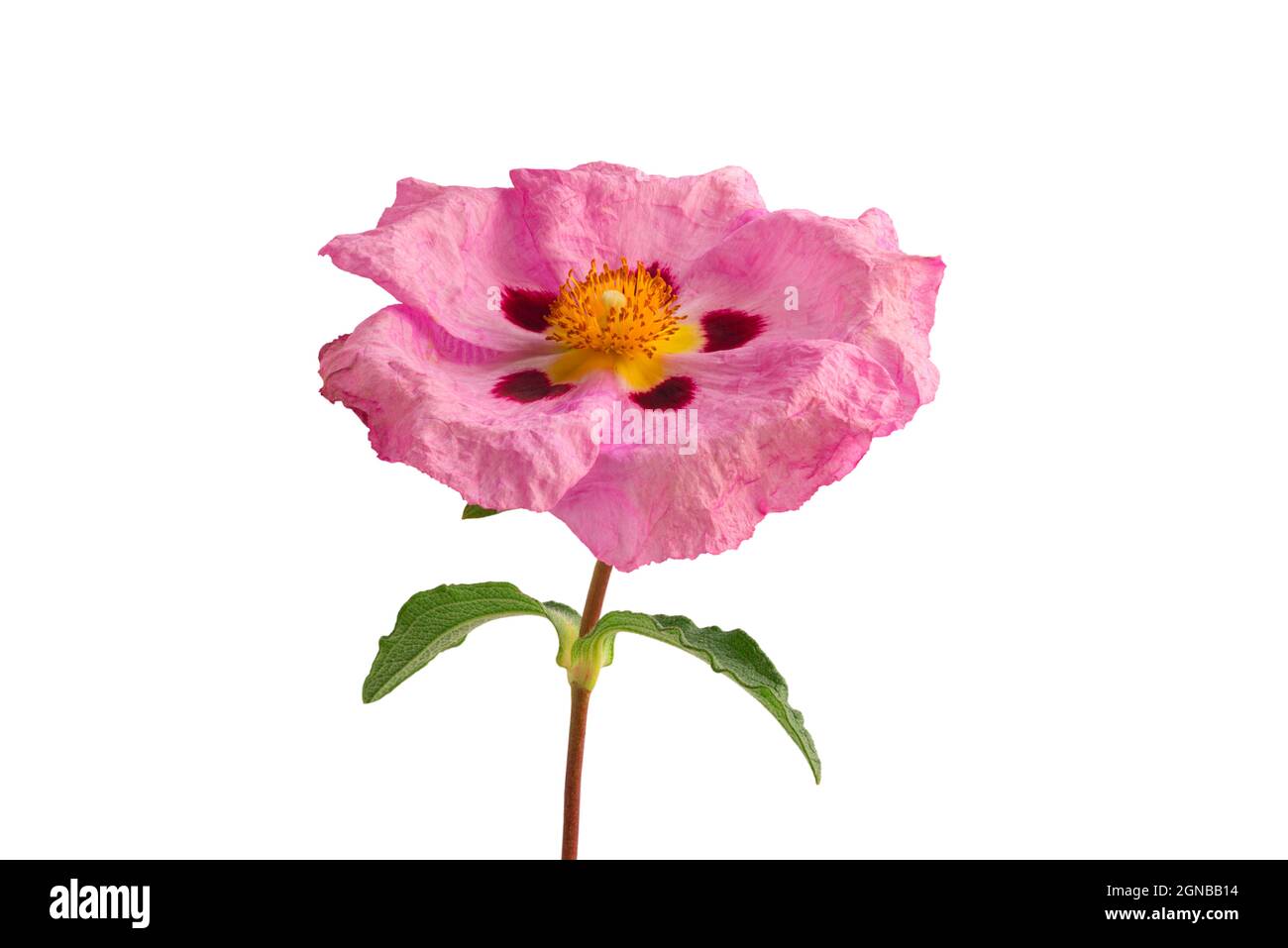 Cistus Familie Cistaceae oder Felsenrosenblüte isoliert auf weißem Hintergrund Stockfoto