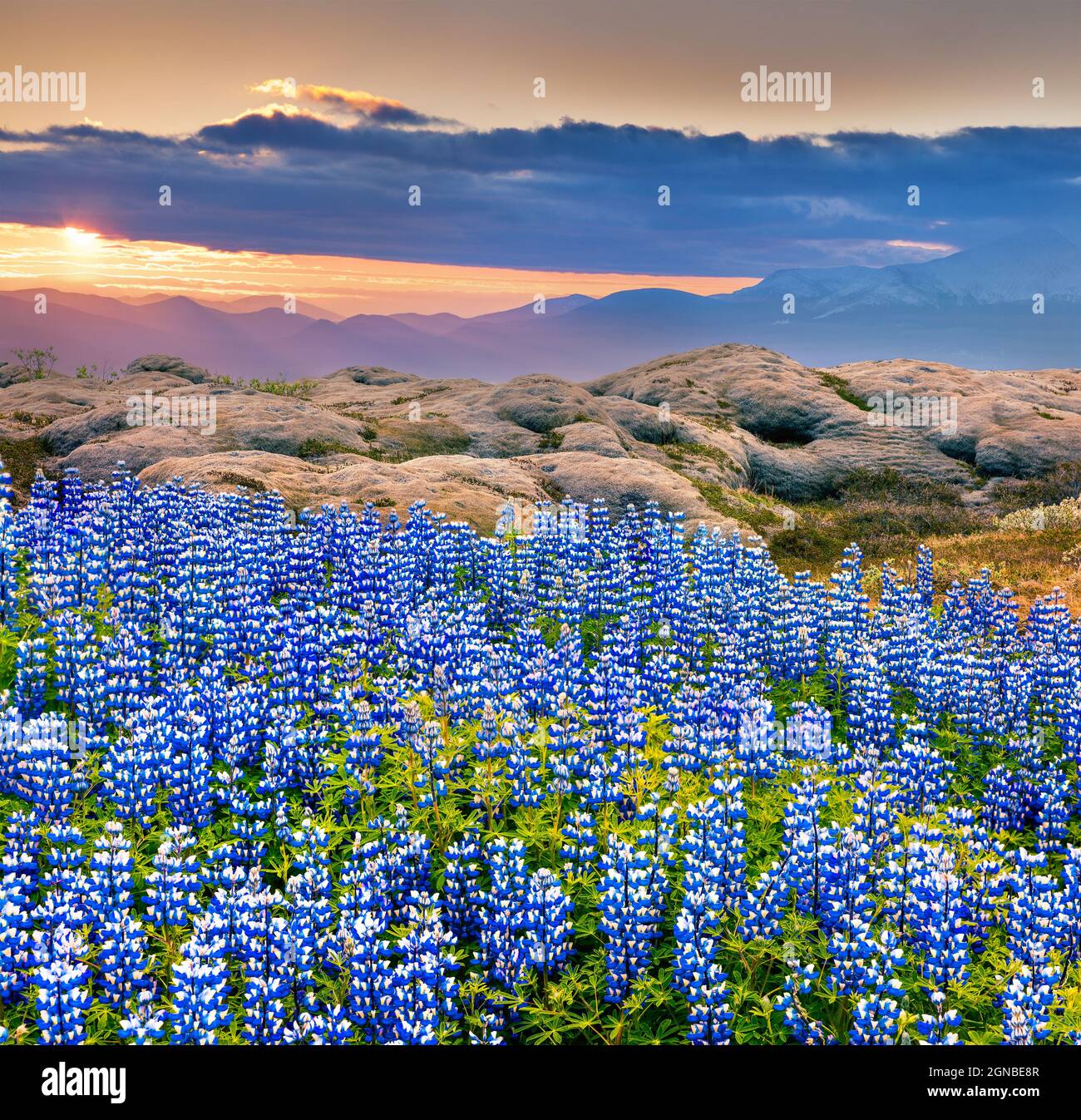 Typische isländische Landschaft mit blühenden Lupinenblüten im Juni. Sonniger Sommersonnenaufgang an der Ostküste Islands, Europa. Künstlerischer Stall Stockfoto