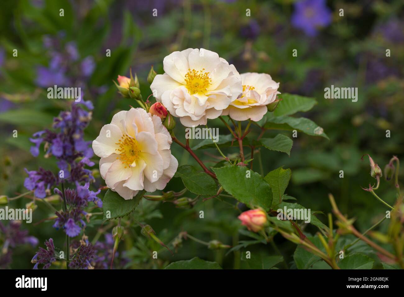 Eine schöne hellrosa Rose, die in einem Sommergarten in Großbritannien blüht Stockfoto