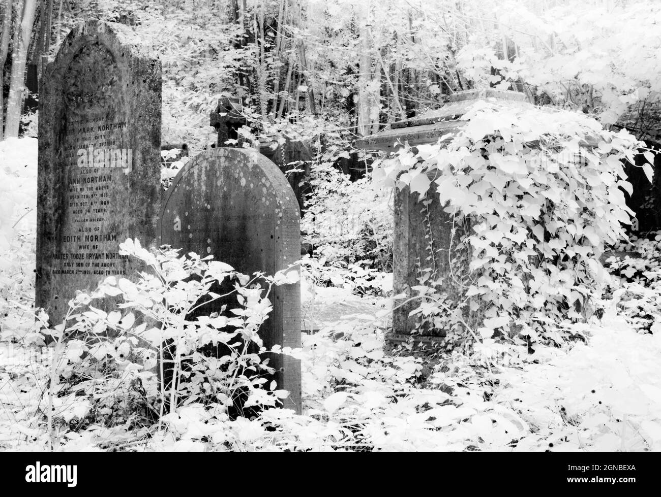 Eine IR-Aufnahme des Alten, Efeu-viktorianischen Grabsteine abgedeckt. Stockfoto