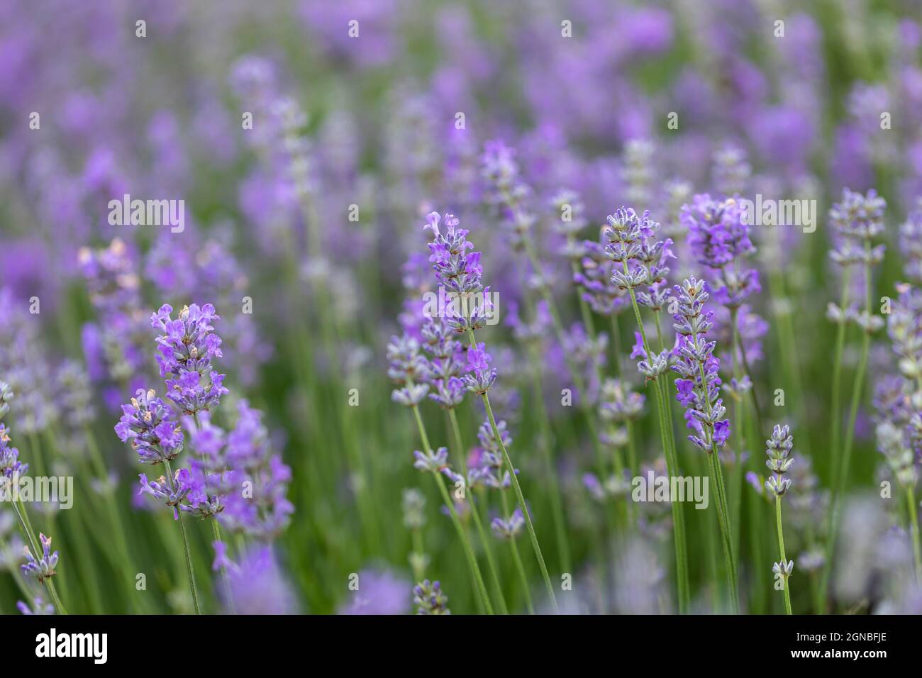 Nahaufnahme von Lavandula angustifolia „Cedar Blue“, einem kompakten Lavendel mit duftenden Blumen, England, Vereinigtes Königreich Stockfoto
