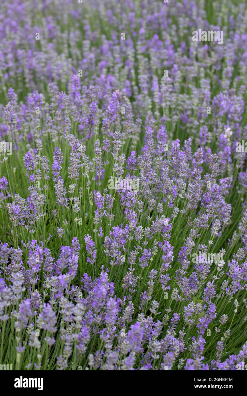 Nahaufnahme von Lavandula angustifolia „Cedar Blue“, einem kompakten Lavendel Stockfoto