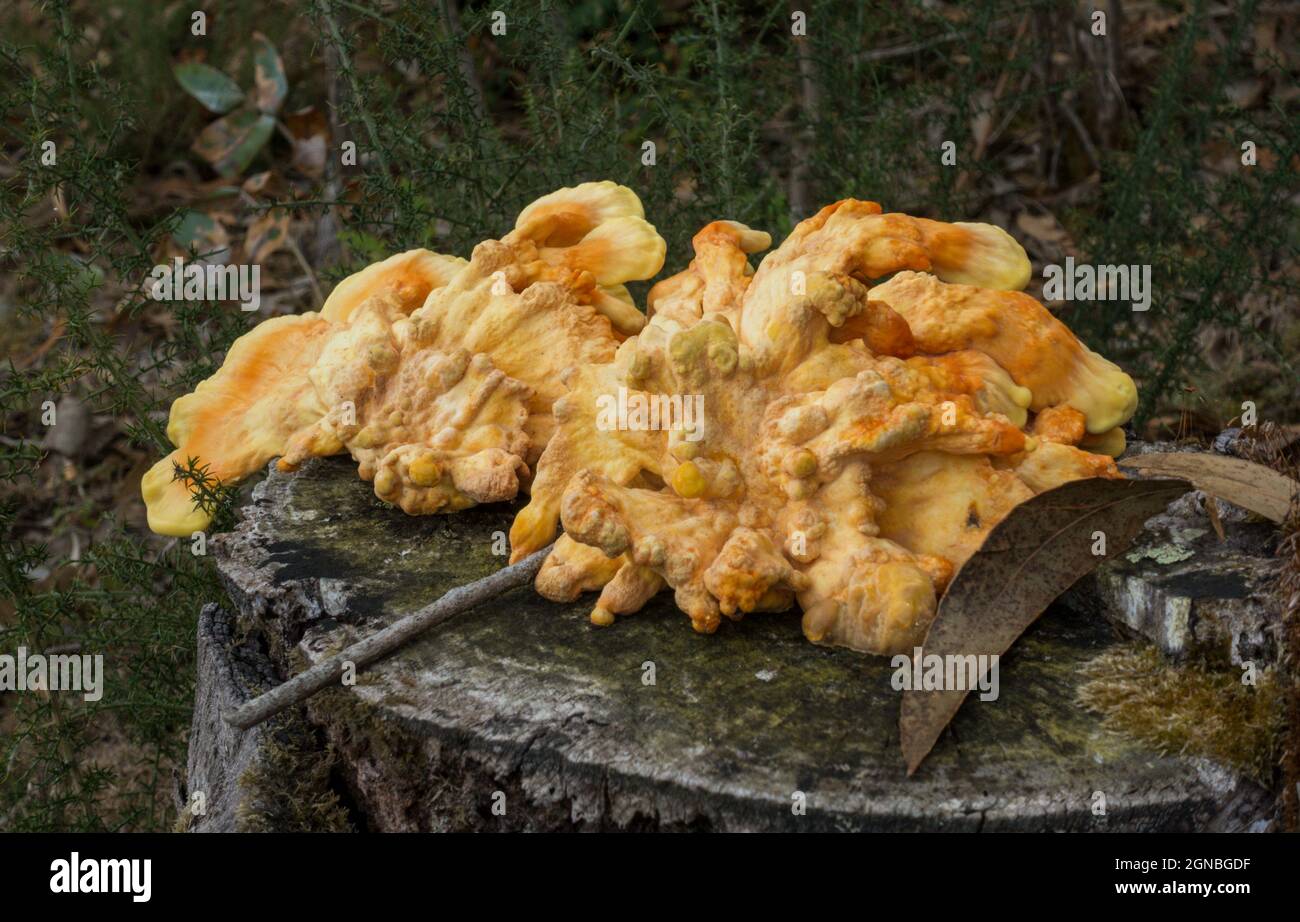 Laetiporus sulfureus, Brackepilz, Schwefel-Polypore, Schwefel-Regal, auf einem Stamm, Niederlande Stockfoto