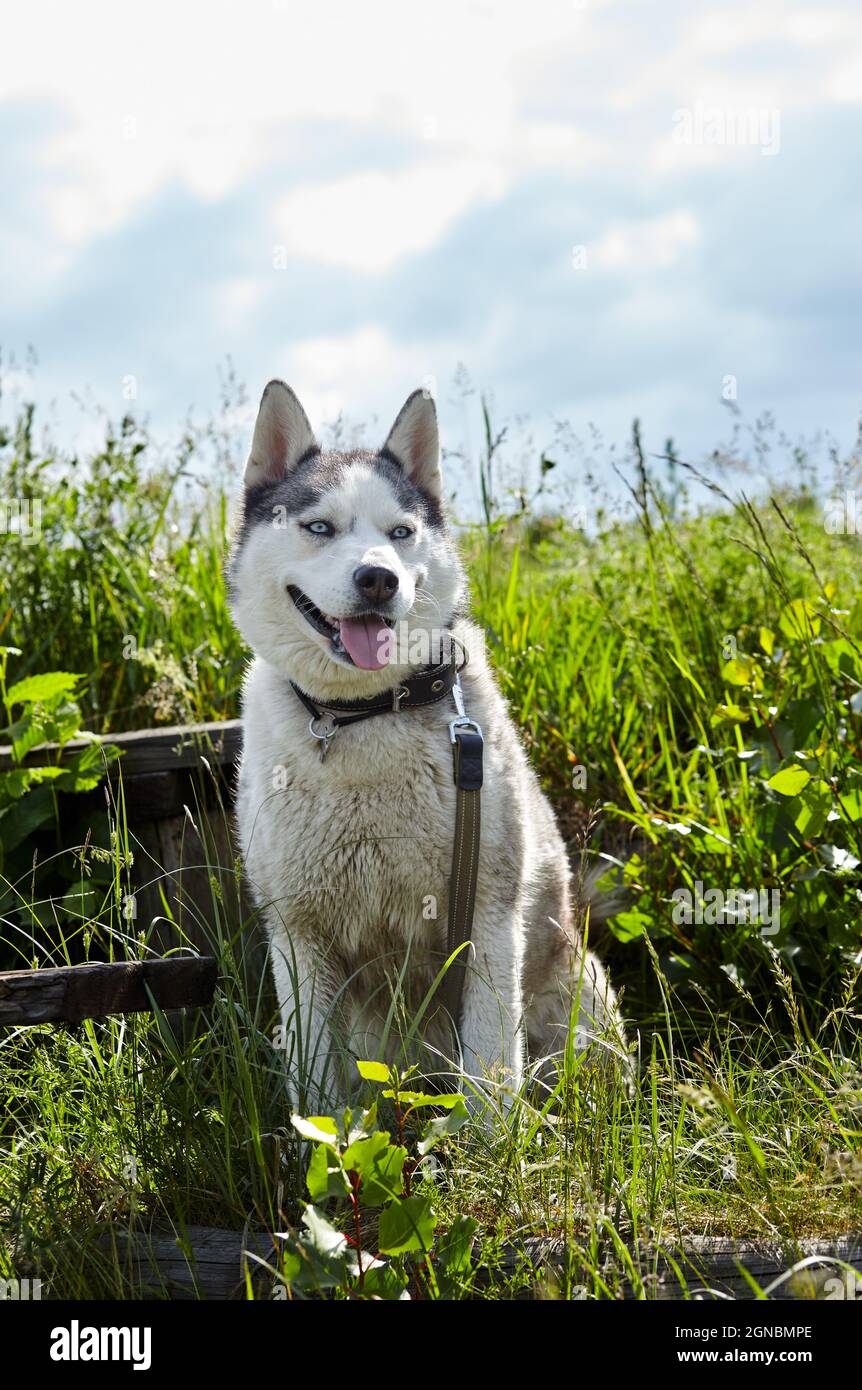 Porträt eines sibirischen Huskys mit blauen Augen auf dem Feld. Husky Hund auf Naturwanderung Stockfoto