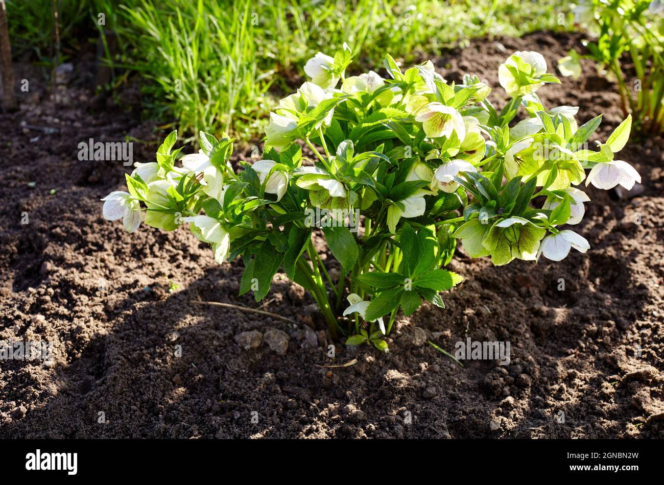 Helleborus im Bio-Garten, bekannt als Winterrose, Weihnachtsrose und Fastenrose. Familienname Ranunculaceae, Wissenschaftlicher Name Hellebores Stockfoto