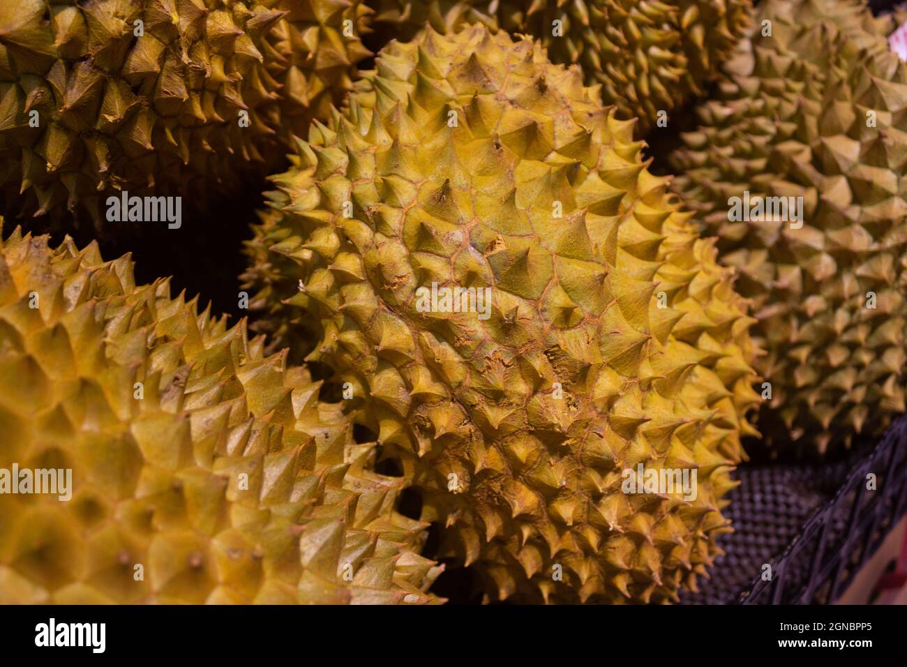 Durian zum Verkauf in Supermarktregalen Stockfoto