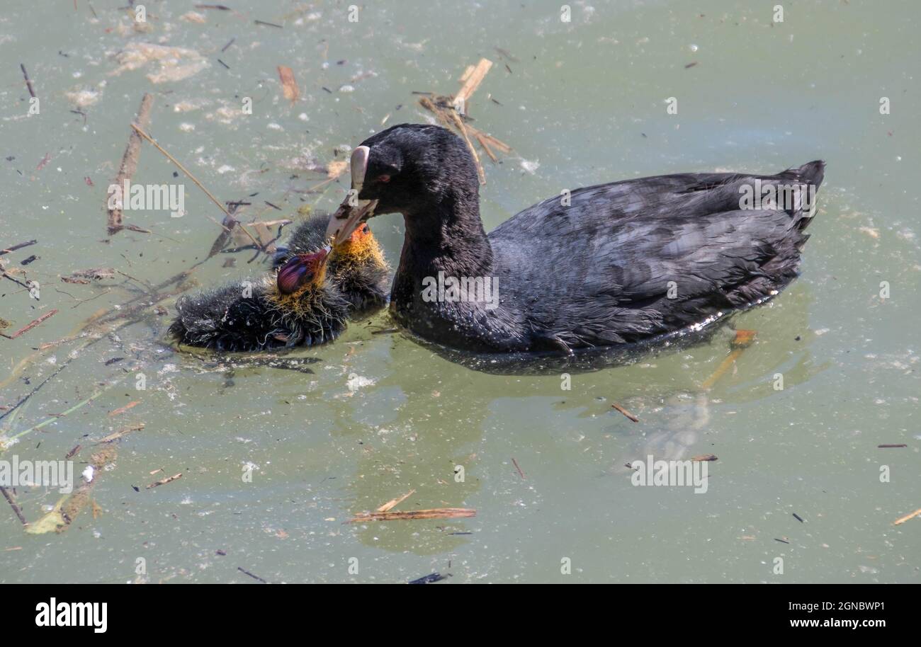 eurasischer Ruß füttert ihre Rußküken Stockfoto