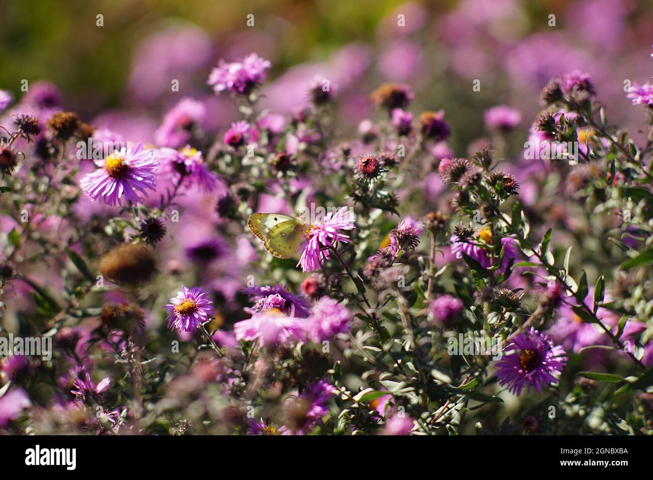 Gelber Schmetterling auf violetter Chrysantheme blüht im Herbstgarten. Stockfoto