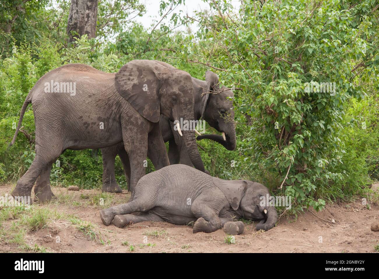 Afrikanischer Elefant Loxodonta africana in Ruhe 13719 Stockfoto