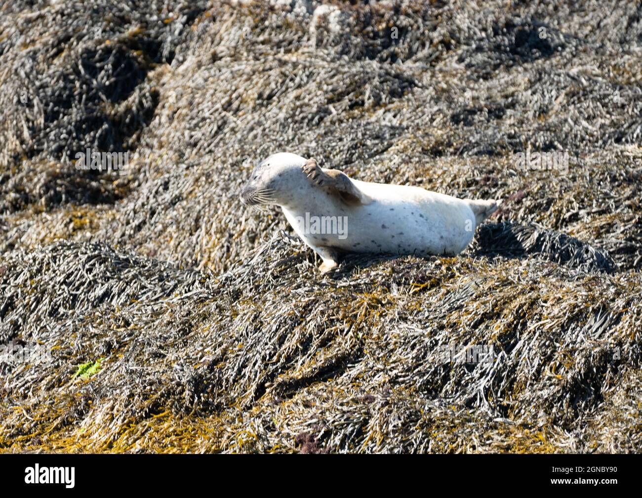 Gewöhnliche und graue Robben auf Robbeninsel in Loch Linnhe Schottland Stockfoto