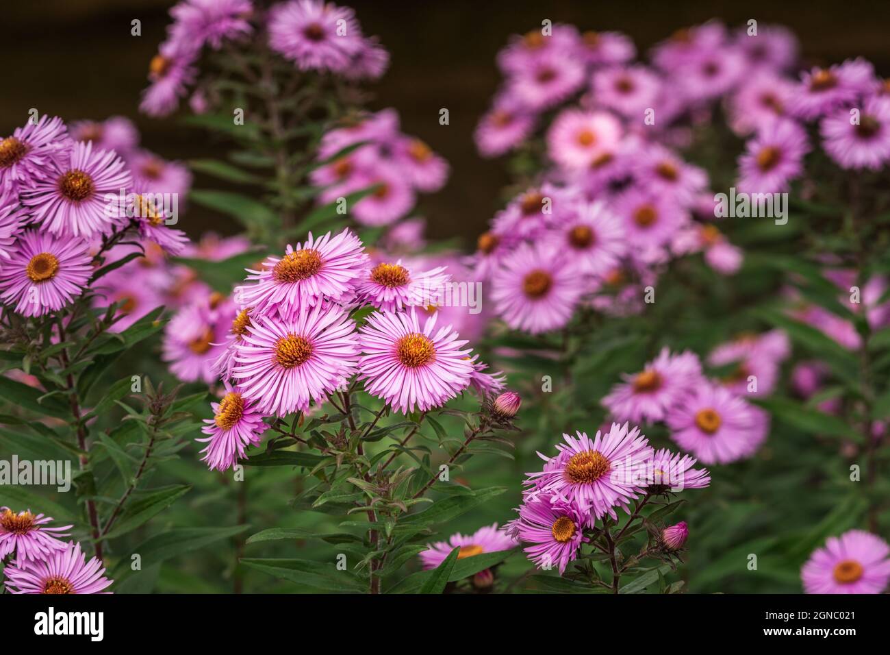 Eine Nahaufnahme eines blühenden Asters mit dunklem Hintergrund Stockfoto