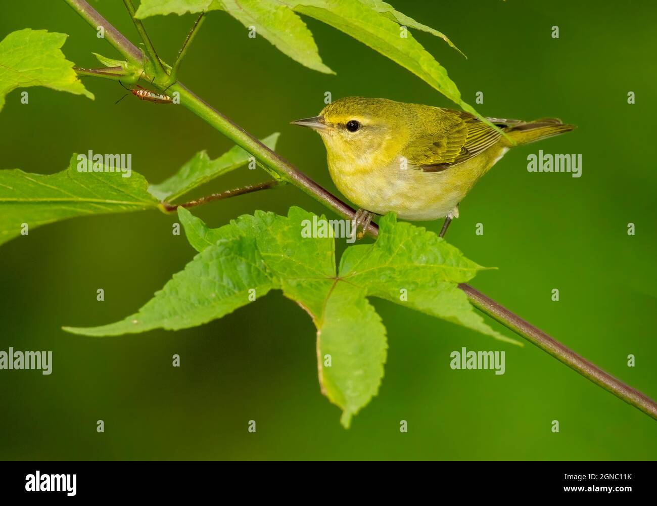 Tennessee Warbler (Leiothlypis peregrina) auf einem Zweig, Costa Rica Stockfoto