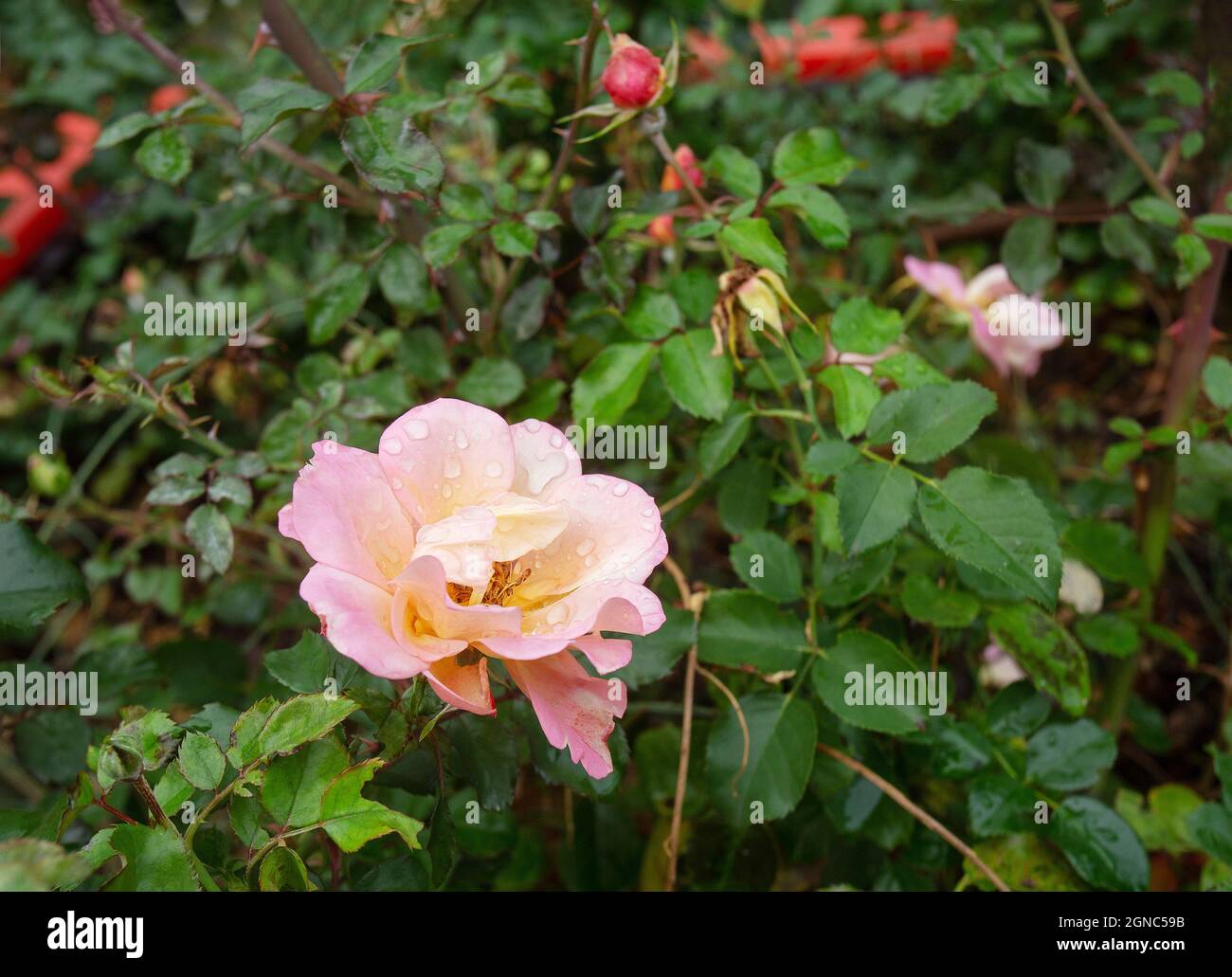 Schöne Rose im Garten! Ende Oktober in einem ungewöhnlichen Park auf dem  Dach des Bahnhofs Montparnasse Stockfotografie - Alamy