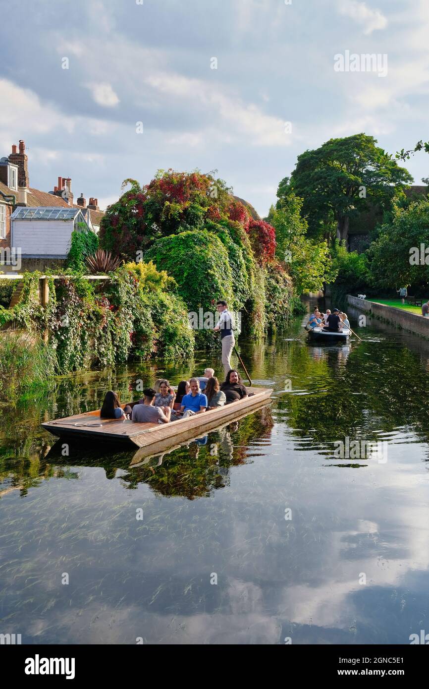 Canterbury Kent England 09.21.21 Ein Sommertag. Ein junger Mann in Weste führt eine Punt von Touristen entlang des Flusses Stour. Ummauerte Gärten mit vi bedeckt Stockfoto