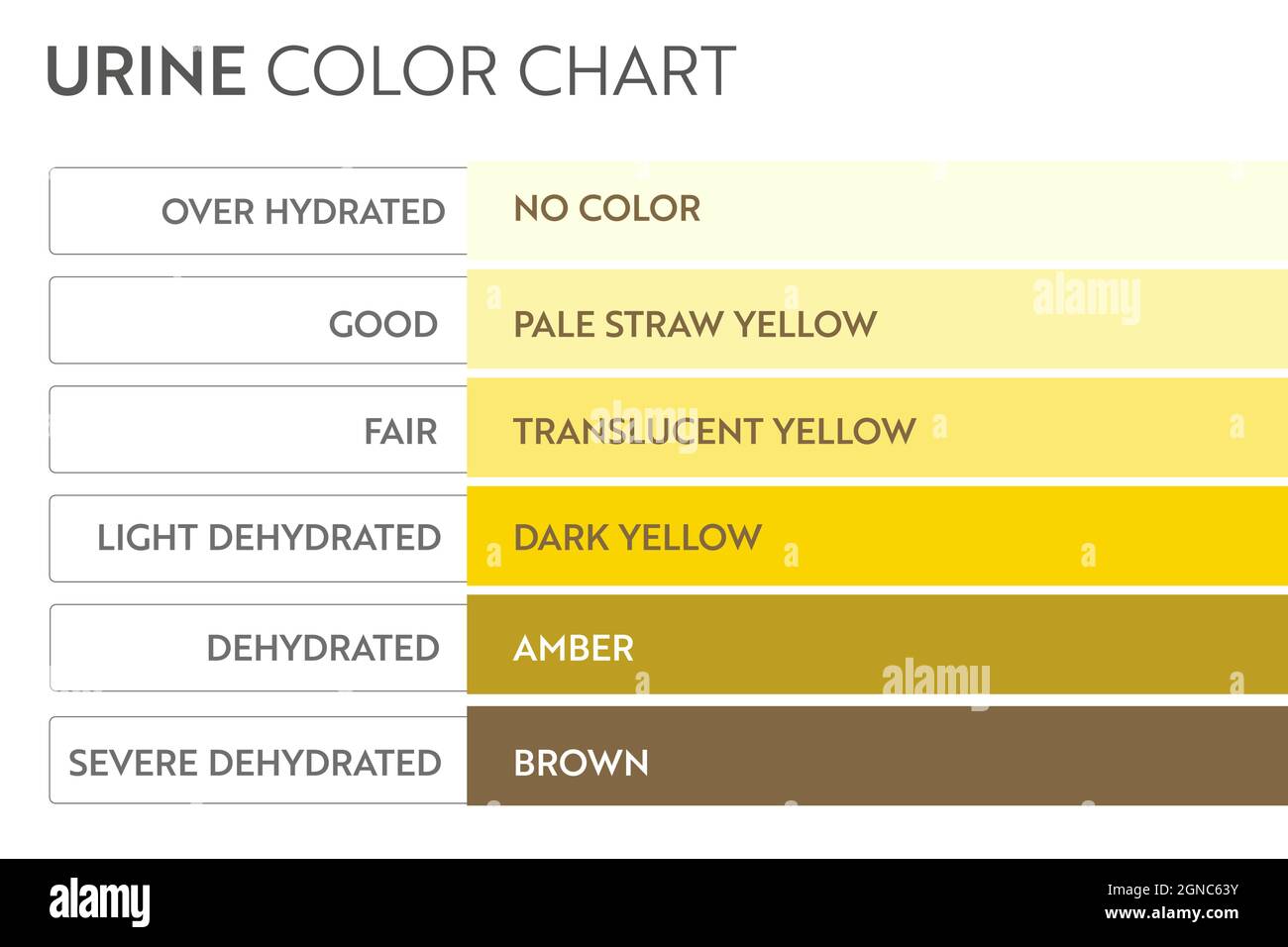 Farbtabelle für Urin. Pipi-Teststreifen zur Hydratation und Dehydratation. Vektor-Design für medizinische Ausbildung Poster. Stock Vektor