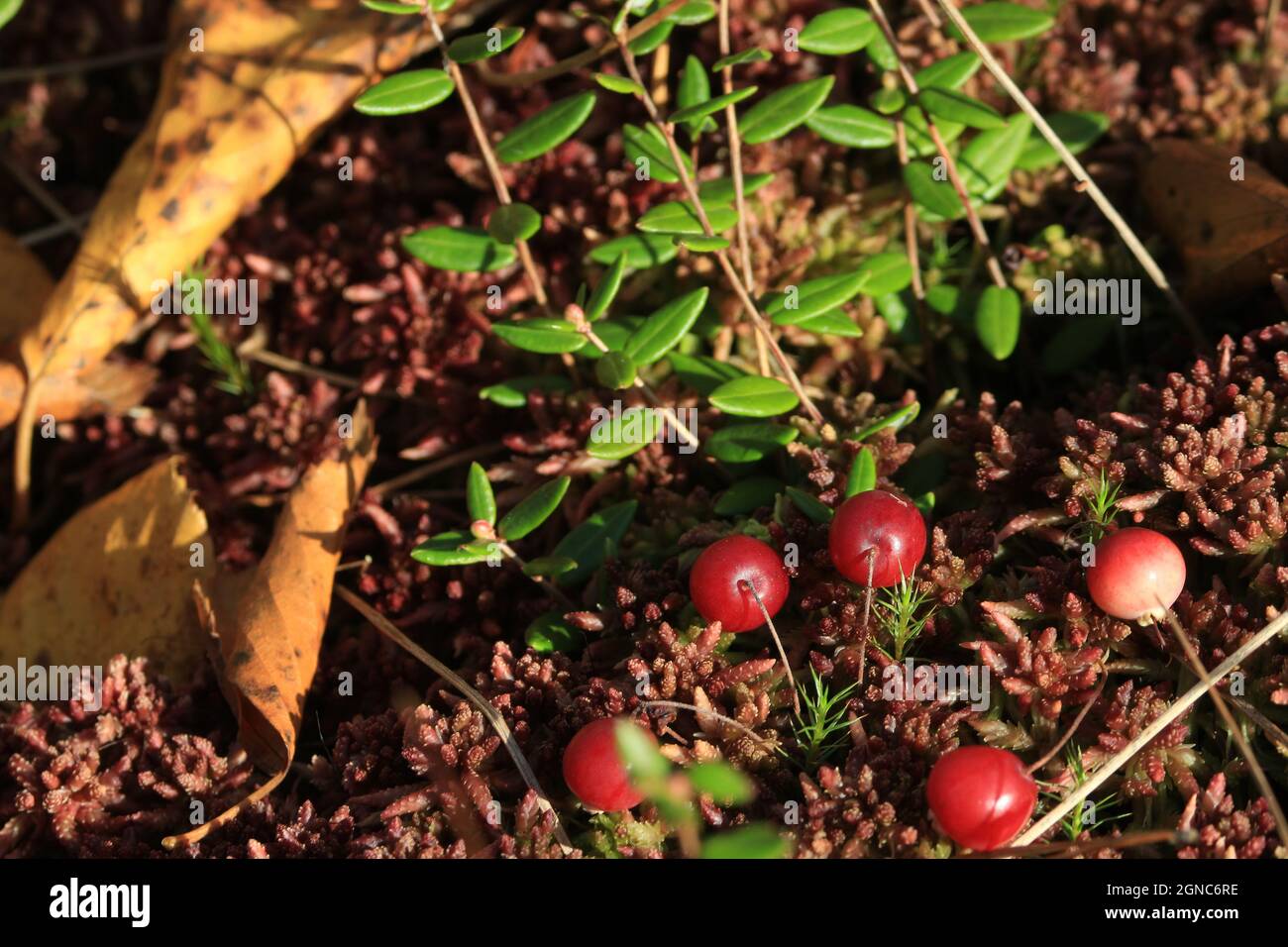 Vaccinium oxycoccos, Cranberry, Moor Cranberry. Rote reife Preiselbeeren und grüne Blätter auf einem roten Sphagnum-Teppich im Sonnenlicht im Freien. Speicherplatz kopieren. Stockfoto