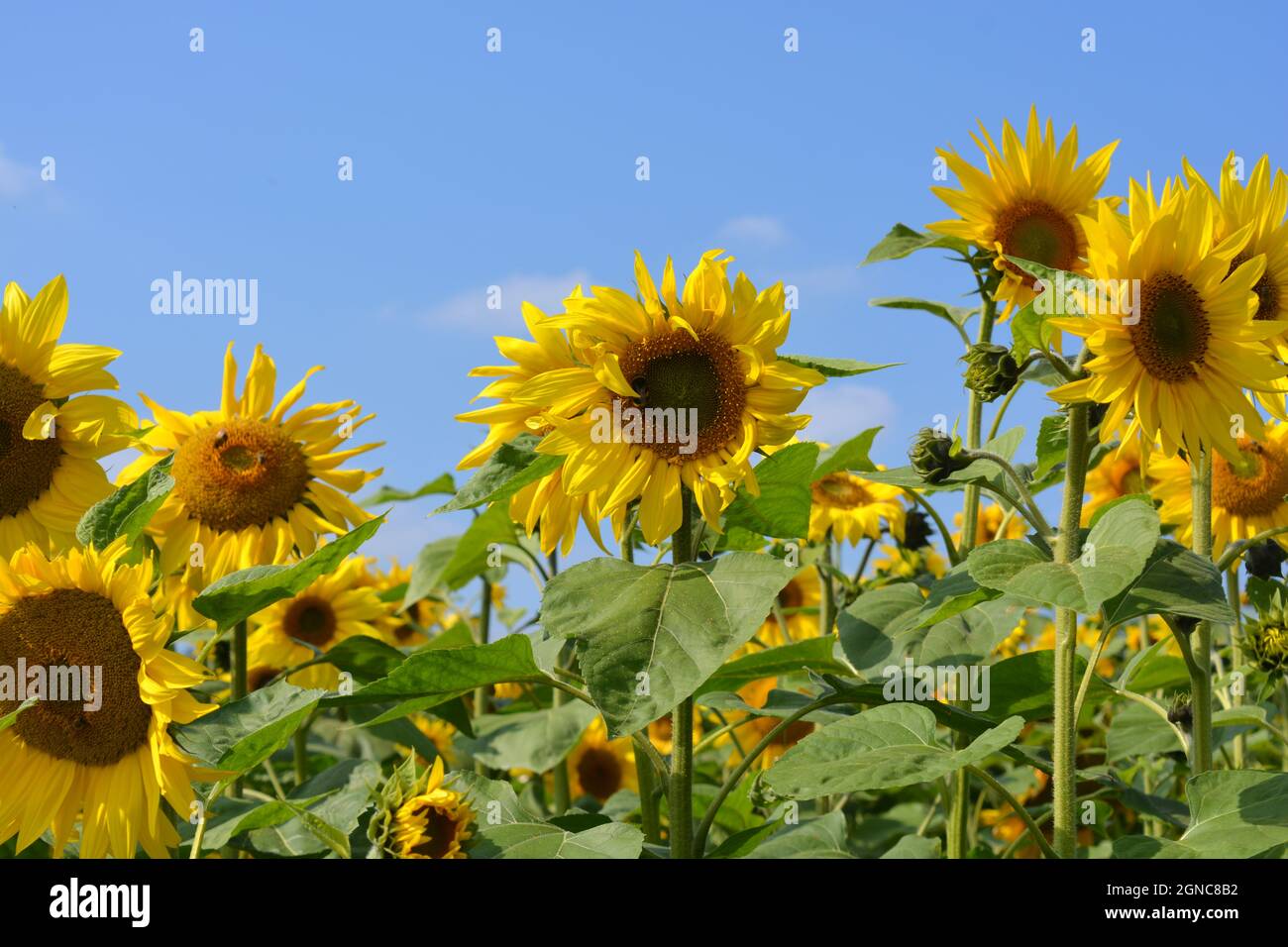 Sonnenblumenfeld, perfekte Blüte an einem sonnigen Sommertag Stockfoto