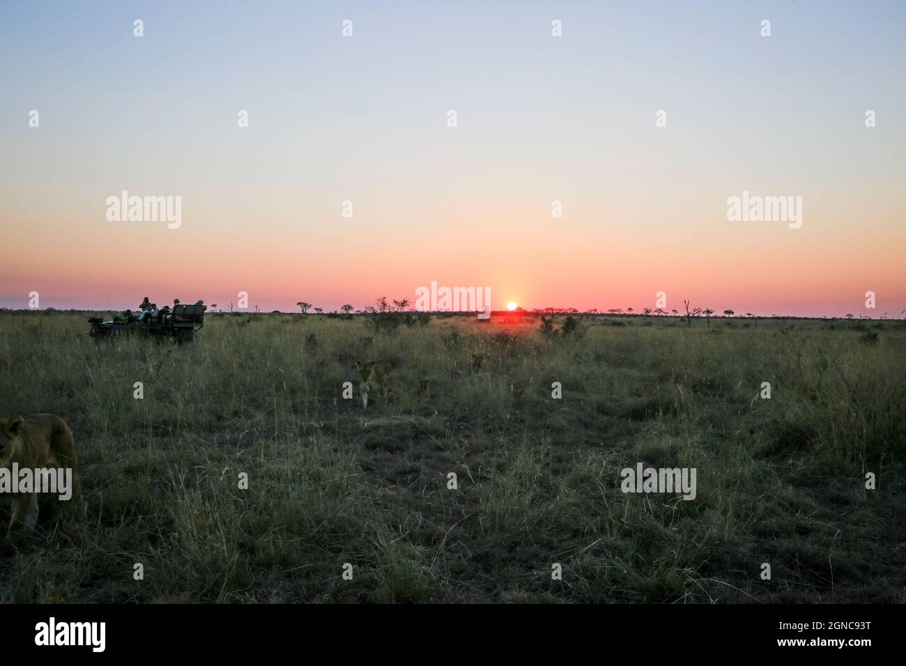 Panthera leo, ein stolzer Löwe, geht bei Sonnenuntergang in offener Savanne an einem Safarifahrzeug vorbei. Stockfoto