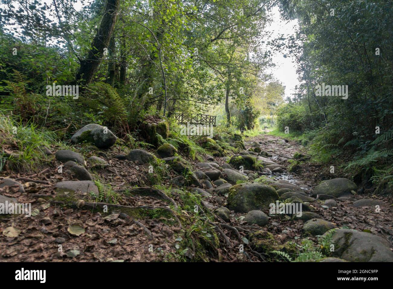 Der Rio fraga Trail, Waldweg in Maoña, durch üppigen europäischen Wald, Galizien, Spanien. Stockfoto