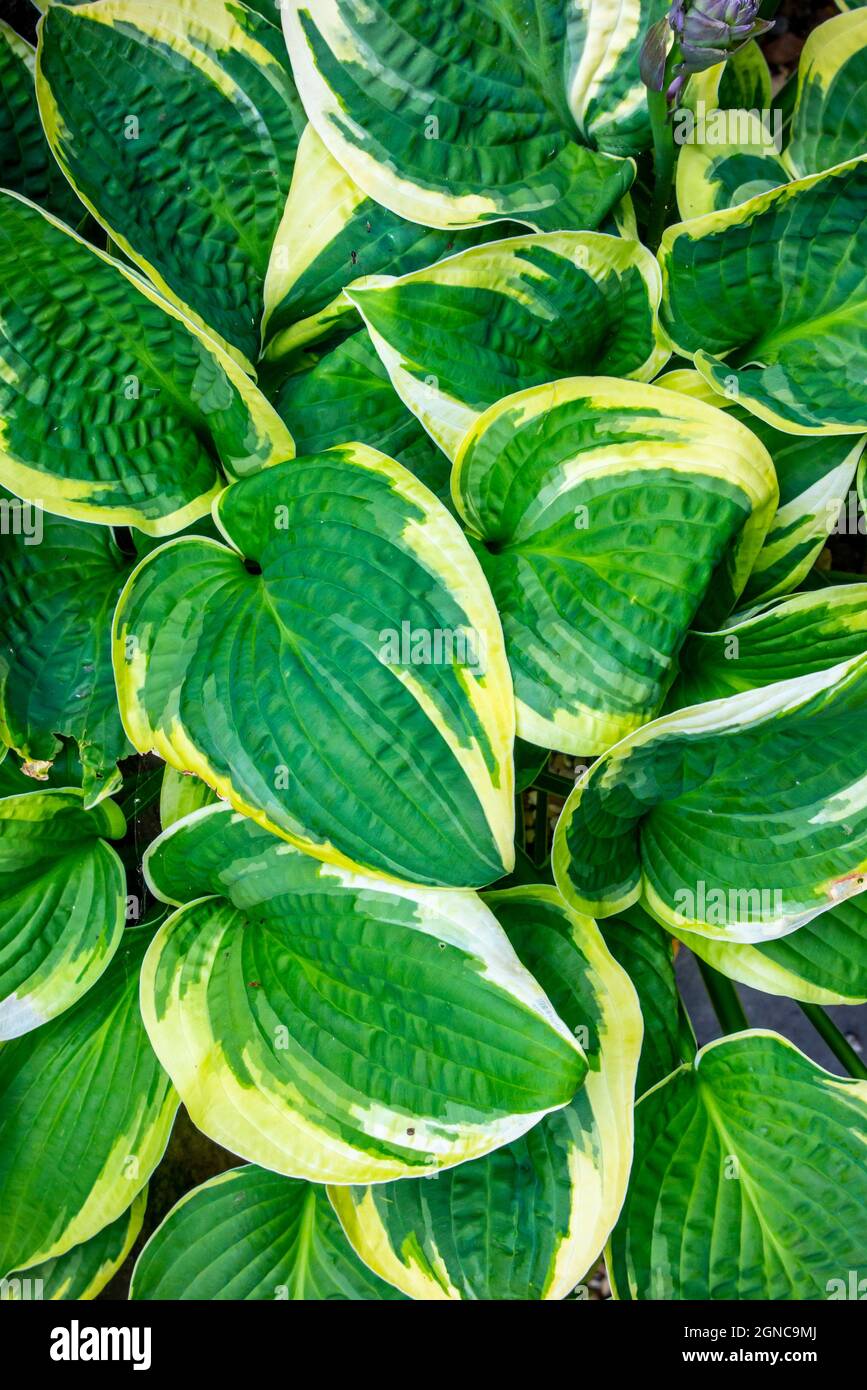 Blätter der Hostapflanze Agavoideae eine krautige mehrjährige Pflanze, die aus Nordostasien stammt und als schattentolerante Pflanzen angebaut wird. Stockfoto