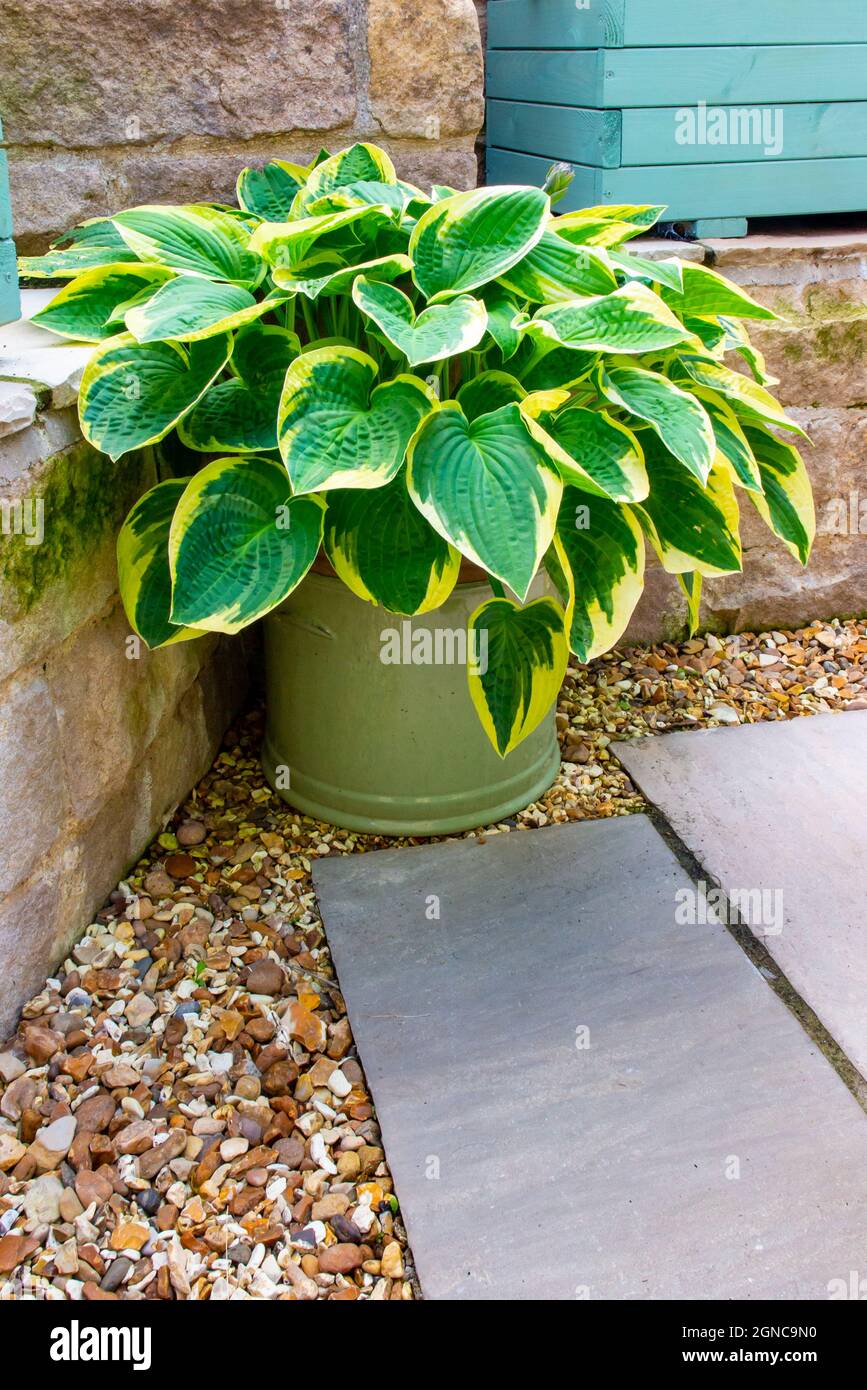 Blätter der Hostapflanze Agavoideae eine krautige mehrjährige Pflanze, die aus Nordostasien stammt und als schattentolerante Pflanzen angebaut wird. Stockfoto